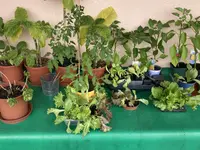 Pflanzen*24-05-30_01.jpg