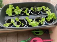 Salat*Romana*24-05-30_03.jpg