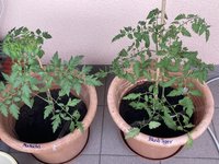 Tomate*Muchacha*24-05-30_02.jpg