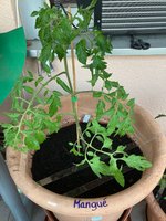 Tomate*Mangué*24-06-04_01.jpg
