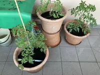 Tomate*Mangué*24-06-04_02.jpg