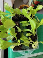 Salat*Romana-Jungpflanzen_01.jpg