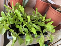Salat*Romana-Jungpflanzen_02.jpg