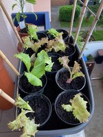 Salat im eigentlichen Paprika-Kasten.jpg