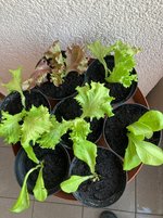 Salat im großen Untersetzer.jpg