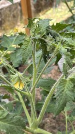 IMG_0215.jpeg