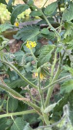 IMG_0214.jpeg