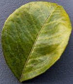 PXL_20240610_044425921~2.jpg