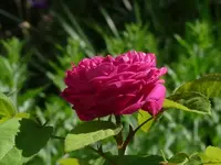 FB_IMG_1717774121295.webp FB_IMG_1717774121295.webp