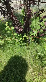 IMG_20240610_124623.webp