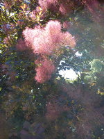 DSC07941.jpg