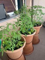 Tomaten*24-06-11.jpg