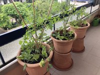 Tomaten*24-06-10_01.jpg