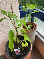 Paprika*Spitzpaprika 'Lipari'_2024-06-10.webp