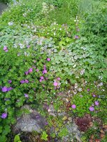 IMG_20240606_084635.jpg