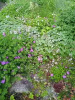 IMG_20240606_084635.webp