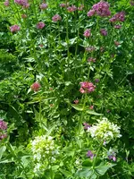 IMG_20240610_163151.webp
