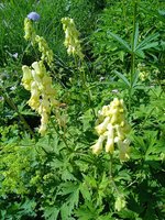 IMG_20240610_163341_1.jpg