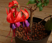 2024FuchsiUr.jpg