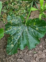 Zucchini2.jpg