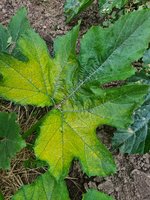 Zucchini1.jpg