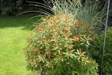Juni         7124.webp