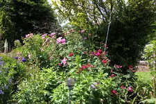 Juni         7324.webp