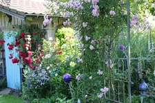 Juni         6024.webp