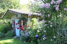 Juni         6224.webp