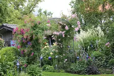 Juni         6524.webp