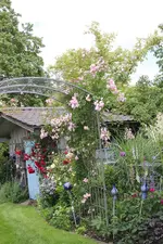 Juni         6924.webp