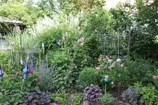 Juni         7224.webp