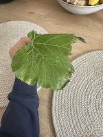 IMG_0912.jpeg