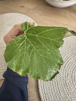 IMG_0913.jpeg