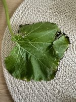 IMG_0914.jpeg