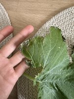 IMG_0916.jpeg