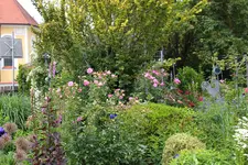 Juni         7724.webp