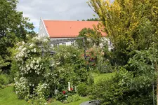 Rosenlaube   0224.webp