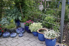 Rosenlaube   0524.JPG