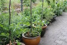 Juni     0124.webp