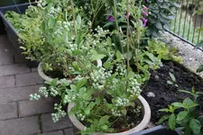 Heidelbeeren 0824.webp