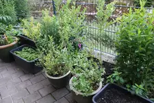 Heidelbeeren 0924.webp