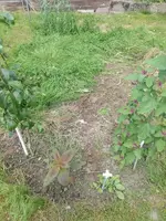 IMG_20240611_120210.webp
