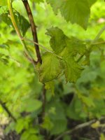 IMG_20240612_165731.jpg