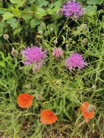 IMG_20240612_163722.jpg