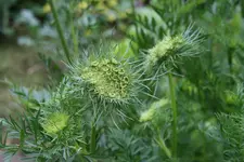 Möhre0316.webp
