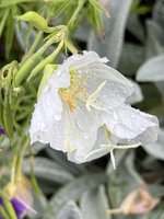 IMG_5763.jpeg