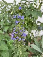 IMG_5444.webp