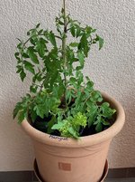 Tomate*Mangué*24-06-13*01.jpg