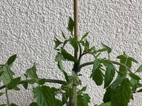 Tomate*Mangué*24-06-13*02.jpg